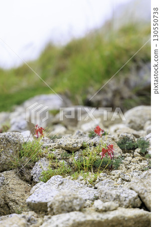 Red Dicentra alpine plant blooming on the rocks of Mt. Kiso-Koma 130550738
