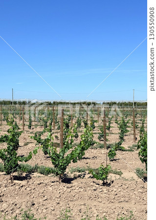 Wide view of young grapevines in a dry vineyard with trellises under full sun. Dry farming, climate adaptation, arid agriculture, sustainable vineyard practices 130550908