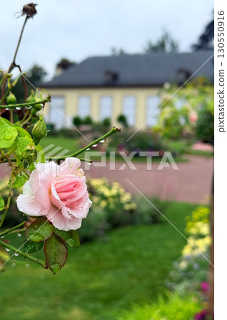 A close-up of a pink rosebud covered in raindrops, with a manicured public garden and building softly blurred in the background. Floral design and seasonal curation in public spaces 130550916