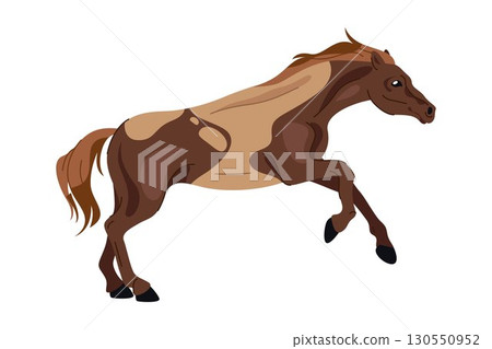 Appaloosa spotted coat horse. Vector mare gait or stallion movement, sport animal motion. Fast muscular mammal side view. Equestrian move icon. Wildlife purebred broodmare. Fast breed with mane, hoof. Appaloosa spotted coat horse. Vector mare gait or stallion movement, sport animal motion. Fast muscular mammal side view. Equestrian move icon. Wildlife purebred broodmare. Fast breed with mane, hoof. 130550952