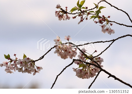 A park with cherry blossoms in full bloom 130551352