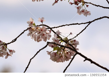 A park with cherry blossoms in full bloom 130551354