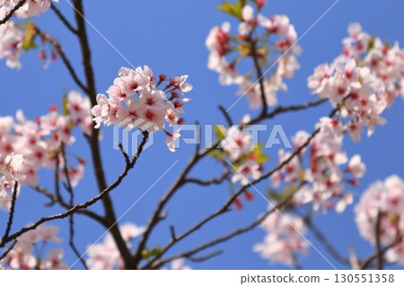 櫻花盛開的公園 130551358