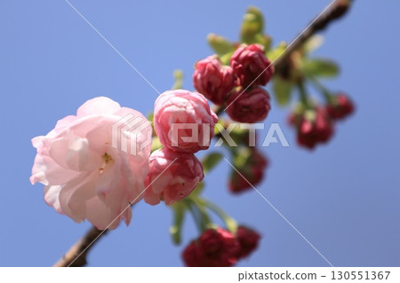 A park with cherry blossoms in full bloom A park with cherry blossoms in full bloom 130551367