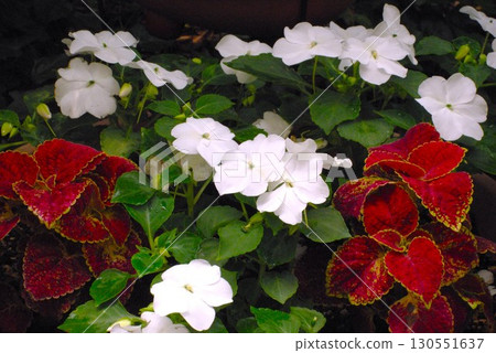 錦紫蘇 錦紫蘇 130551637