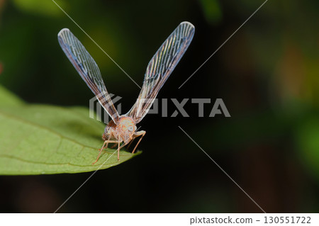 前黑羽長岡卡 130551722