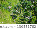 Blueberry flowers and fruit 130551762