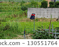 Solar-powered electric fence installed in a vegetable field 130551764