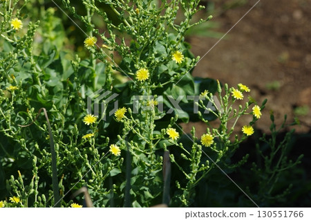 生菜花盛開 130551766