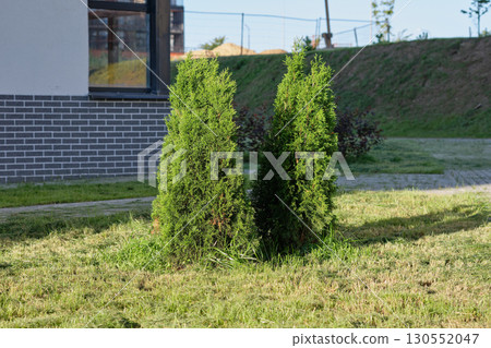 Two upright green arborvitae trees sit in a grassy area next to a building with a brick facade. A landscaped area is visible in the background 130552047