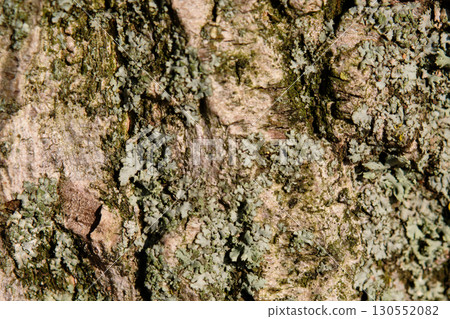 Delicate patterns of green lichen thrive on rugged tree bark, revealing the beauty of nature's craftsmanship in a tranquil forest setting illuminated by sunlight 130552082