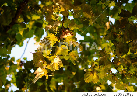 Bathed in warm sunlight, lush green leaves create a beautiful canopy above. The golden hues of autumn begin to emerge, showcasing nature's transition and serenity 130552083