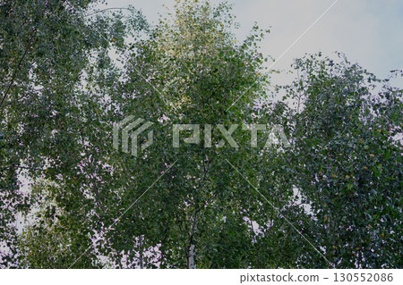 Tall birch trees with vibrant green leaves create a natural canopy, illuminated by the soft glow of morning light, embodying a peaceful forest atmosphere 130552086