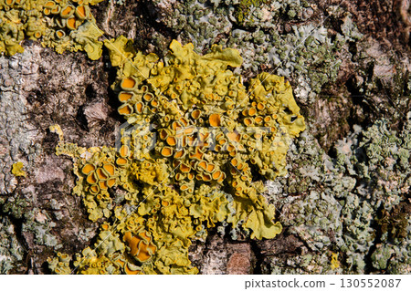 A striking patch of lichen clings to the rough surface of the tree, showcasing bright yellow and green hues under the warm afternoon sunlight, highlighting nature's beauty A striking patch of lichen clings to the rough surface of the tree, showcasing bright yellow and green hues under the warm afternoon sunlight, highlighting nature's beauty 130552087