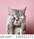 cat in trouble 130552173