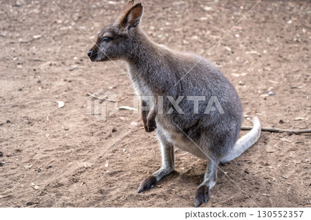 Wallaby standing on dry ground in Kangaroo Island, Australia 130552357
