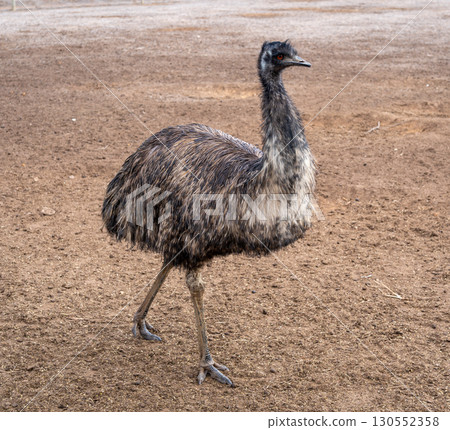 An emu standing on dry ground on Kangaroo Island, Australia 130552358