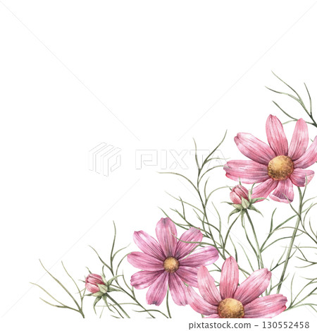 Floral arrangement of pink beautiful cosmos flowers. Square size botanical illustration with flowers, suitable for greeting cards, wedding design, invitations, packaging and floristry. Floral arrangement of pink beautiful cosmos flowers. Square size botanical illustration with flowers, suitable for greeting cards, wedding design, invitations, packaging and floristry. 130552458