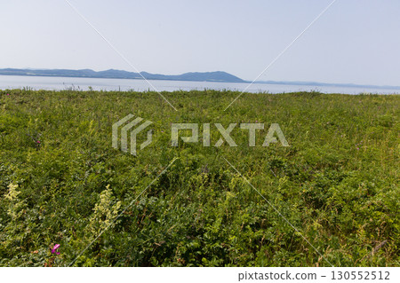 [Hokkaido_Kitami_Lake Saroma] Wakka Primeval Flower Garden and Lake Saroma, captivating visitors 130552512