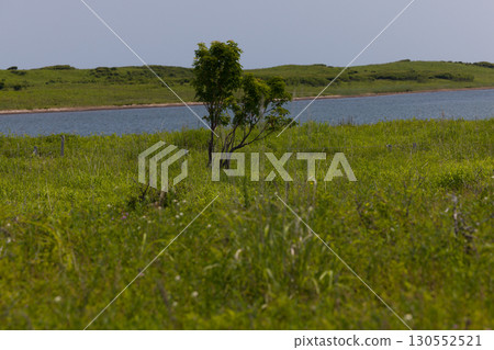 [Hokkaido_Kitami_Lake Saroma] Wakka Primeval Flower Garden and Lake Saroma, captivating visitors 130552521