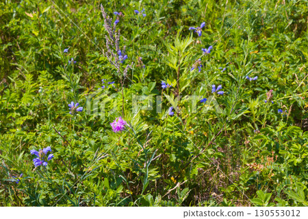 [Hokkaido_Kitami_Wakka Primeval Flower Garden] "Siberian Dianthus" - The Wakka Primeval Flower Garden attracts visitors 130553012