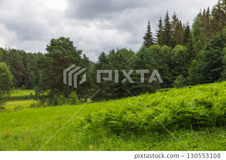 Summer landscape of Vasilevo, Russia. Green meadow and forest Summer landscape of Vasilevo, Russia. Green meadow and forest 130553108