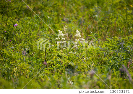 [Hokkaido_Kitami_Wakka Primeval Flower Garden] "Siberian oak" attracts visitors to the Wakka Primeval Flower Garden 130553171