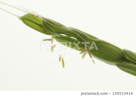 Enlarged rice flower Enlarged rice flower 130553414