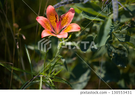 [北海道_北見_Wakka原始花園] Wakka原始花園裡的“蝦夷百合” 130553431