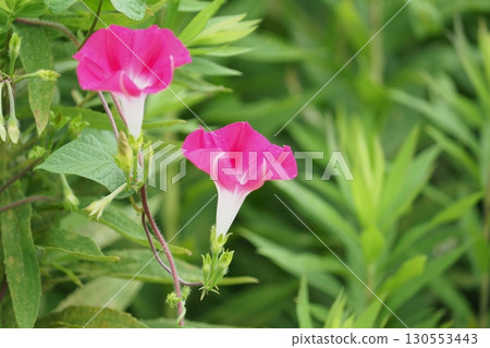 Red morning glories blooming in the field Red morning glories blooming in the field 130553443