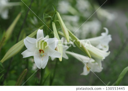 槍百合的白色花朵 槍百合的白色花朵 130553445