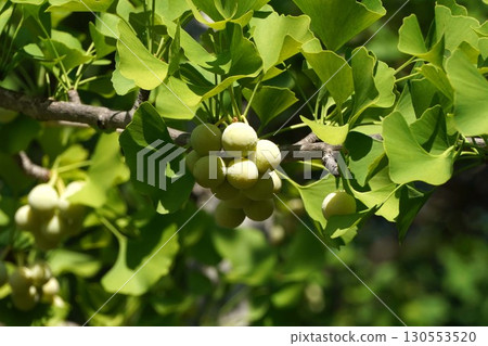 2025年7月，結果的銀杏樹 130553520