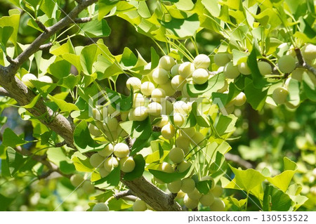 Ginkgo tree with fruit, July 2025 130553522