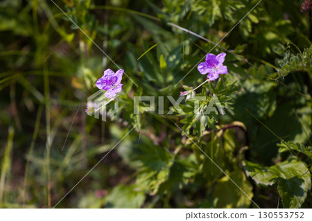 [Hokkaido_Kitami_Wakka Primeval Flower Garden] "Ezofuuro" (Geranium globosa) attracts visitors to the Wakka Primeval Flower Garden 130553752
