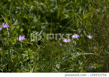 [北海道_北見_Wakka原始花園] Wakka原始花園裡的「蝦夷風」（天竺葵）吸引遊客 130553758