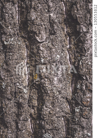 Tree bark texture close-up. Wooden background. Nature background.Macro photography of tree bark.Vertical image. Centennial oak. 130553812