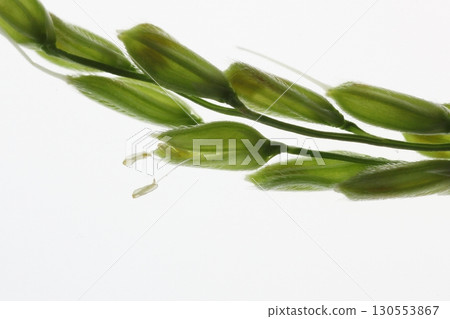 Enlarged rice flower 130553867