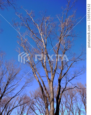 公園裡冬日的藍天與枯死的櫸樹 公園裡冬日的藍天與枯死的櫸樹 130554232