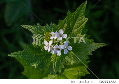Garlic mustard plant displaying clusters of white flowers and broad green leaves in a natural environment during the spring season Garlic mustard plant displaying clusters of white flowers and broad green leaves in a natural environment during the spring season 130554288