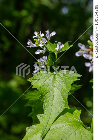 Garlic mustard plant showcasing delicate white flowers amidst vibrant green leaves in a lush forest setting during springtime 130554289