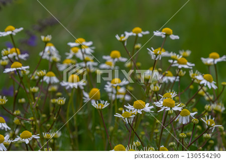 Beautiful clusters of German chamomile bloom vibrantly in a sunny meadow showcasing their white petals and yellow centers in full springtime glory Beautiful clusters of German chamomile bloom vibrantly in a sunny meadow showcasing their white petals and yellow centers in full springtime glory 130554290
