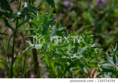 Eryngium campestre displays its distinctive spiky foliage in a vibrant natural habitat during a sunny afternoon in springtime Eryngium campestre displays its distinctive spiky foliage in a vibrant natural habitat during a sunny afternoon in springtime 130554294