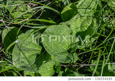 Broadleaf plantain growing among lush green grass in a sunny meadow Broadleaf plantain growing among lush green grass in a sunny meadow 130554295
