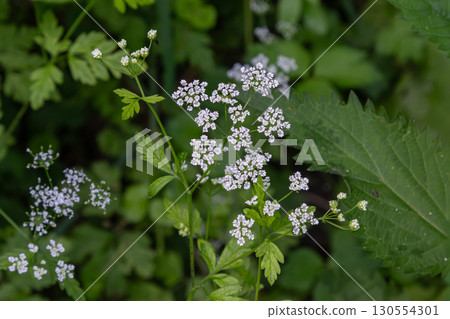 Wild chervil also known as cow parsley flourishing in a lush green setting during early spring in a natural habitat surrounded by vibrant foliage 130554301