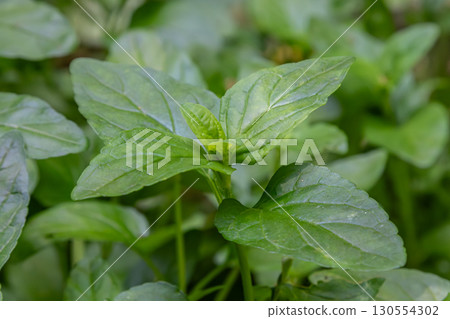 Lemon balm plant growing lush in a garden bed during the warm afternoon sun showcasing vibrant green leaves and aromatic foliage 130554302