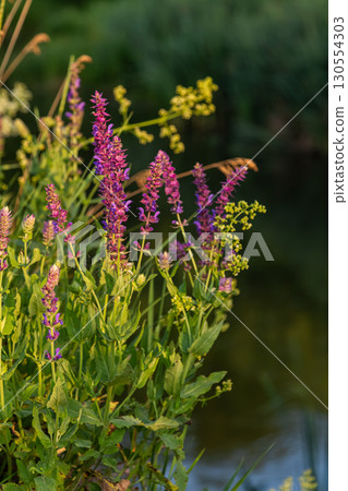 Vibrant salvia nemorosa blooms along a serene waterway in the golden light of late afternoon Vibrant salvia nemorosa blooms along a serene waterway in the golden light of late afternoon 130554303