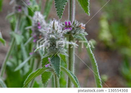 Hedge Woundwort and Wildflowers blooming in a forest clearing during springtime in a temperate woodland 130554308