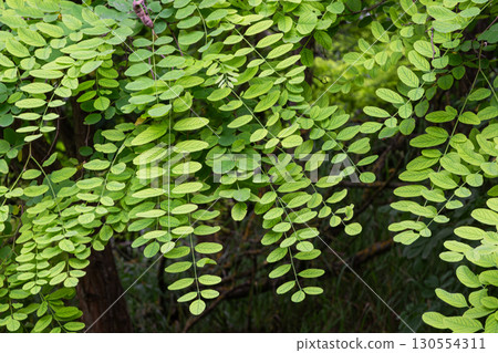 Robinia pseudoacacia foliage displaying vibrant green leaves in a natural habitat during the late spring season Robinia pseudoacacia foliage displaying vibrant green leaves in a natural habitat during the late spring season 130554311