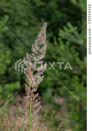 Wood small-reed thrives under sunlight showcasing its delicate flowers against a vibrant green background Wood small-reed thrives under sunlight showcasing its delicate flowers against a vibrant green background 130554318