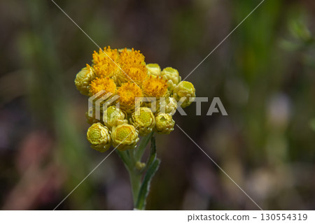 Sandy Everlasting blooms beautifully in a natural setting during springtime showcasing bright yellow flower clusters 130554319